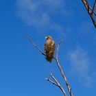 Seeadler