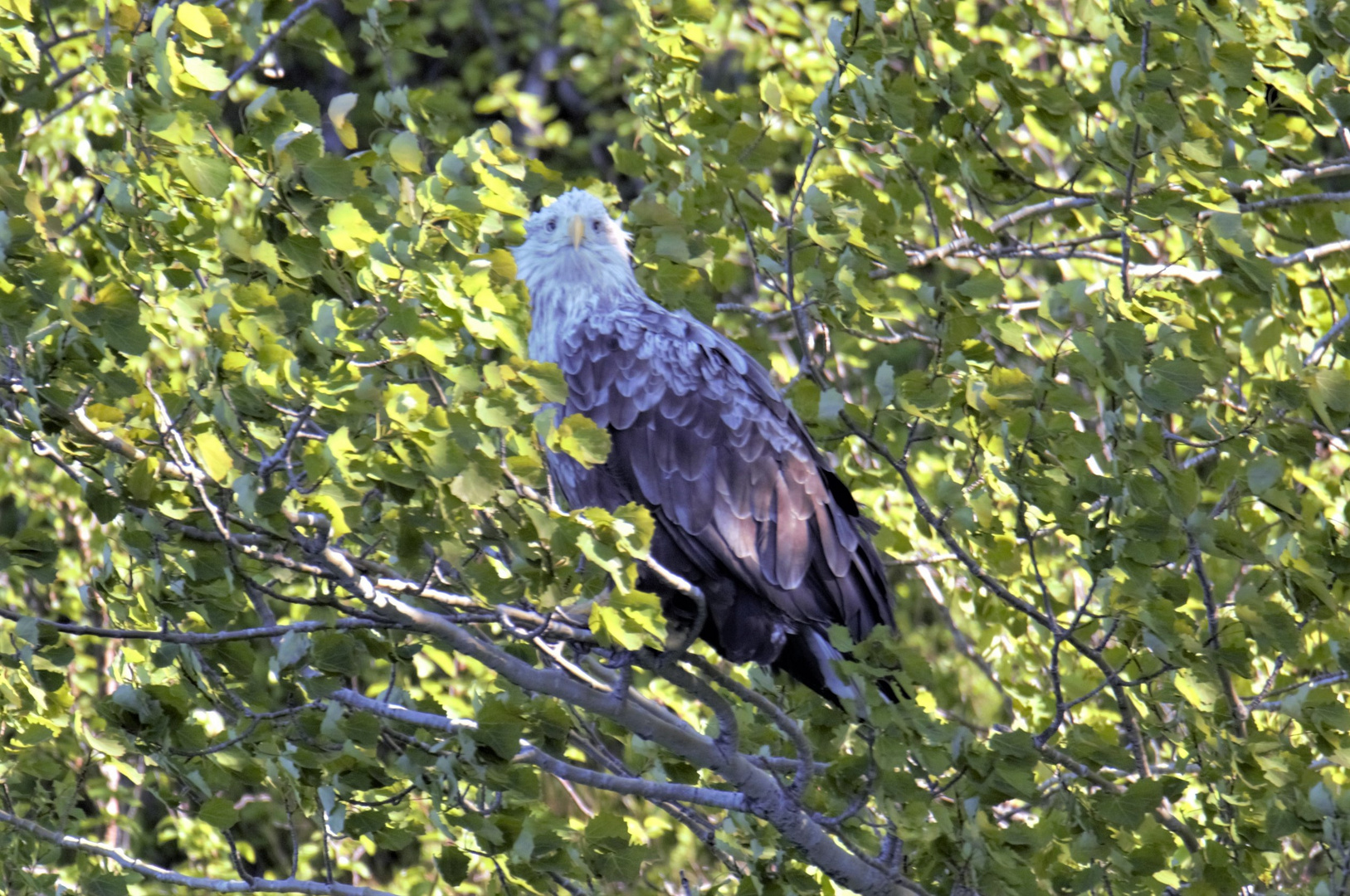 Seeadler