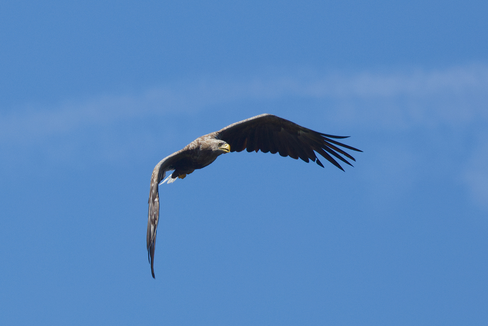 Seeadler