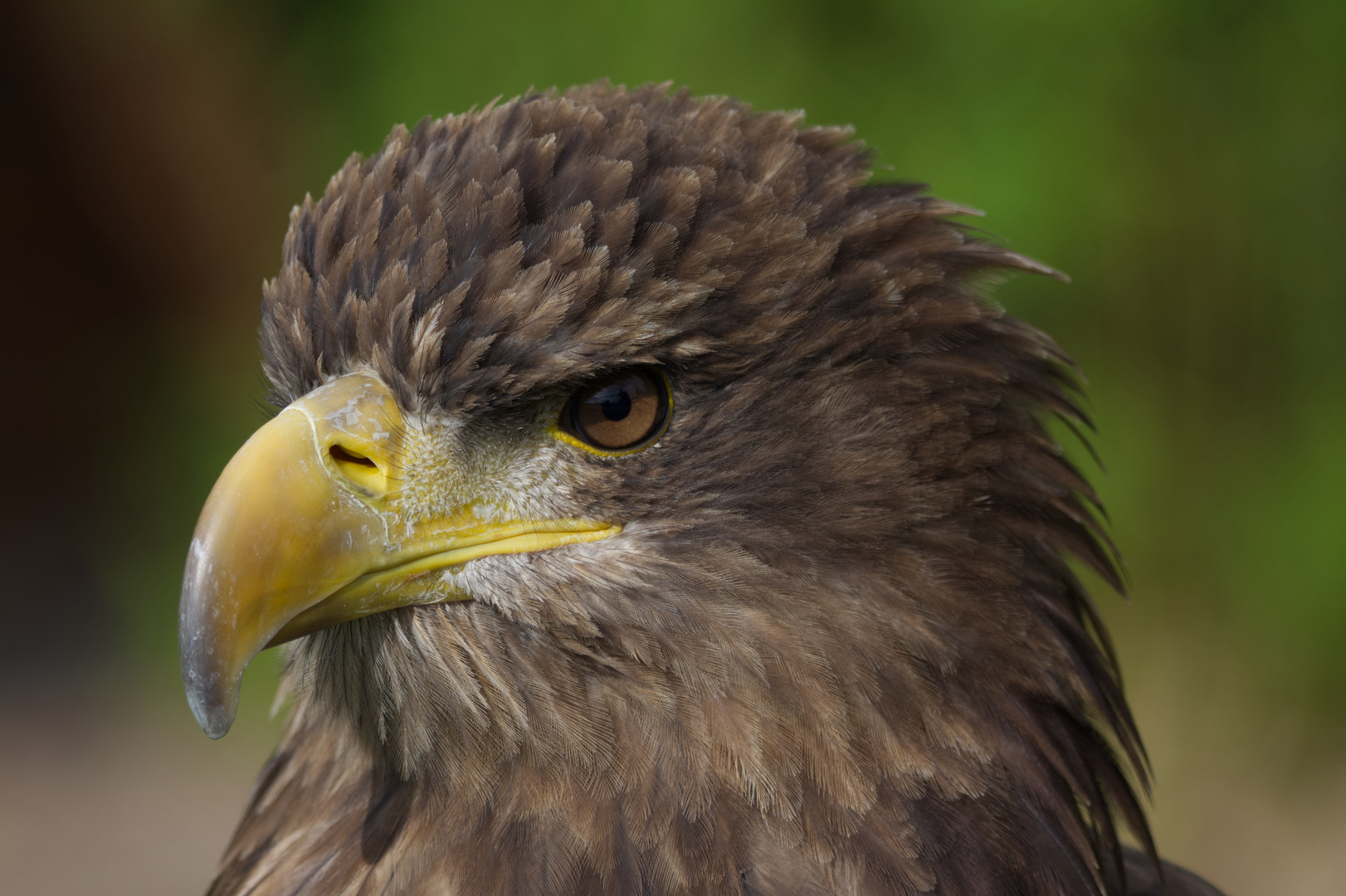 Seeadler