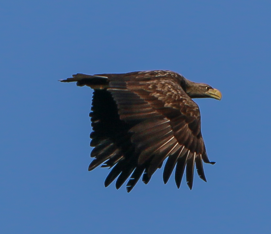 Seeadler