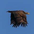 Seeadler