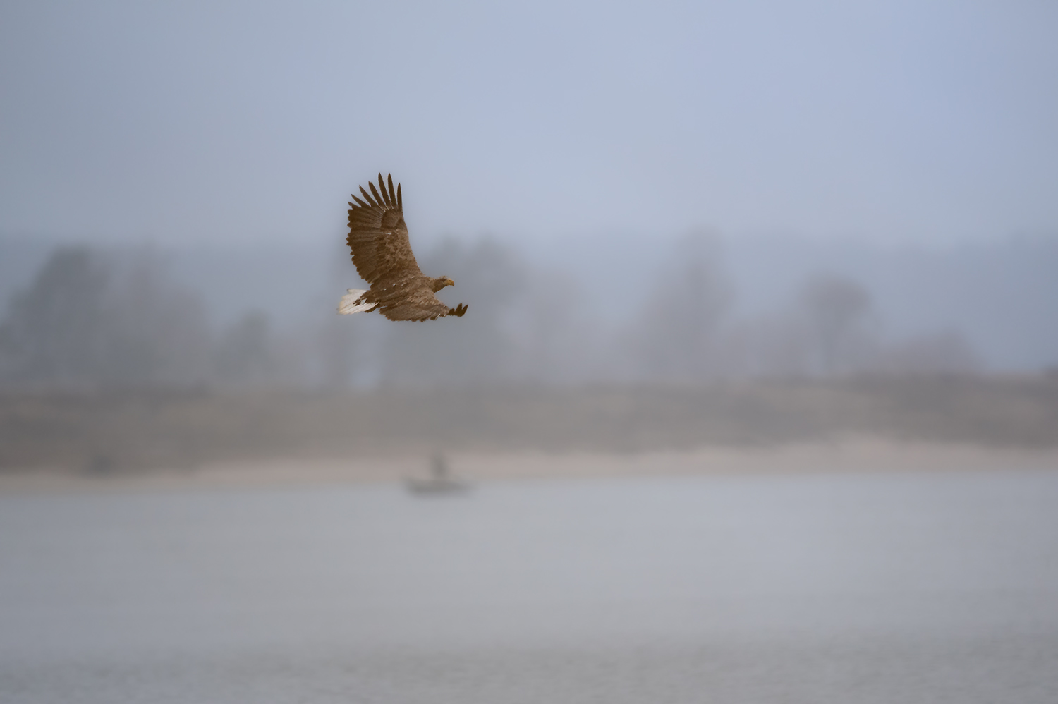 Seeadler