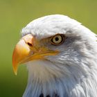 Seeadler