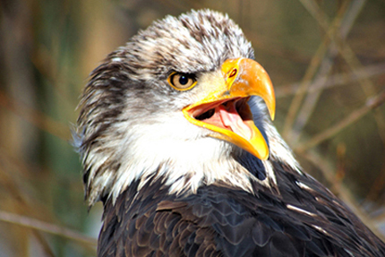 Seeadler