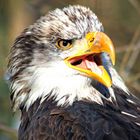 Seeadler