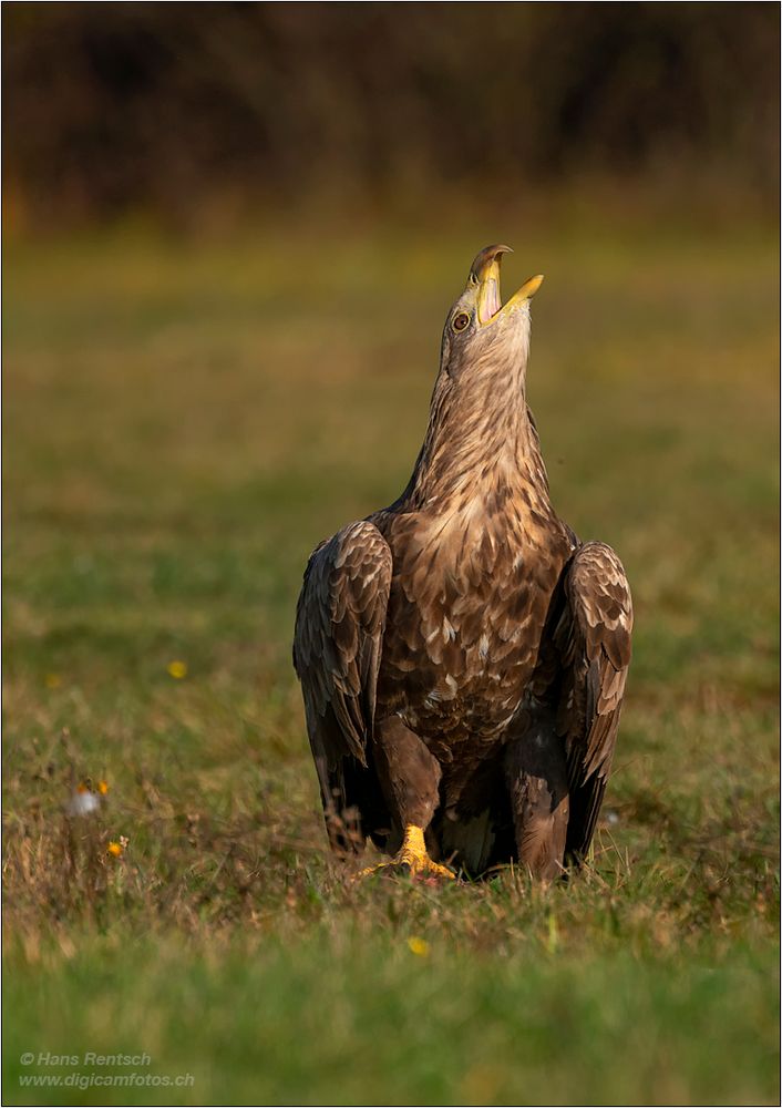 Seeadler