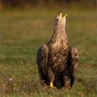 Seeadler