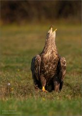 Seeadler