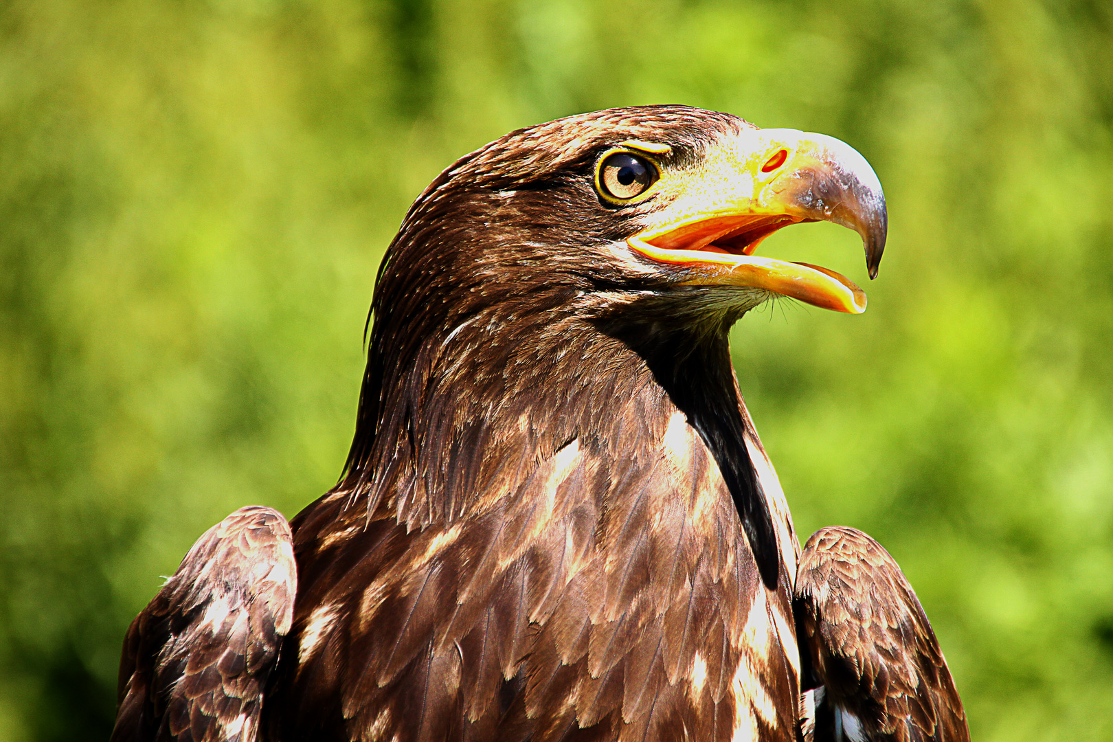 Seeadler