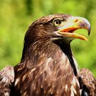 Seeadler