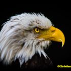 Seeadler