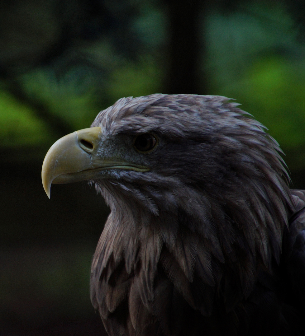 Seeadler