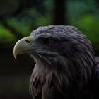 Seeadler