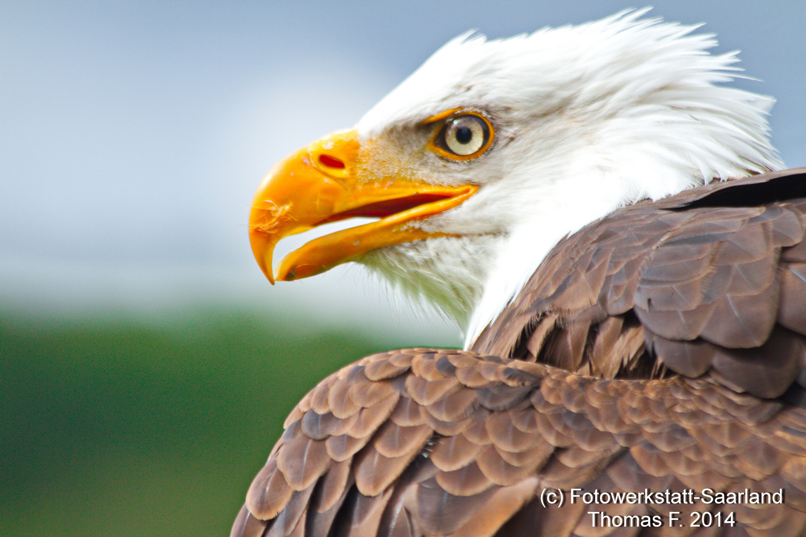 Seeadler