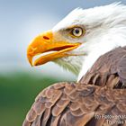 Seeadler