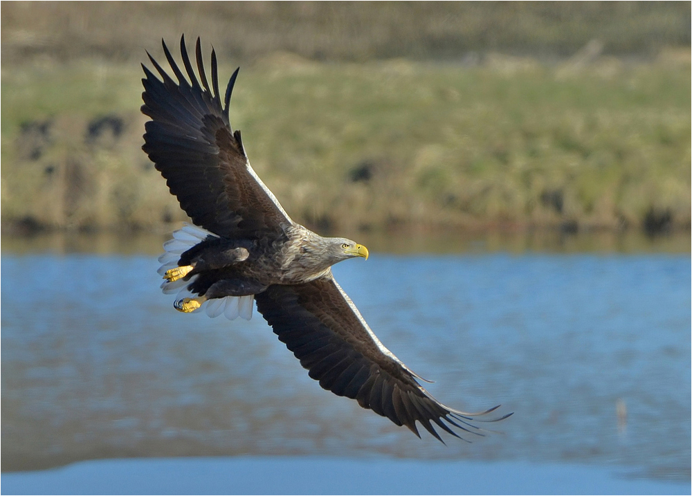 Seeadler