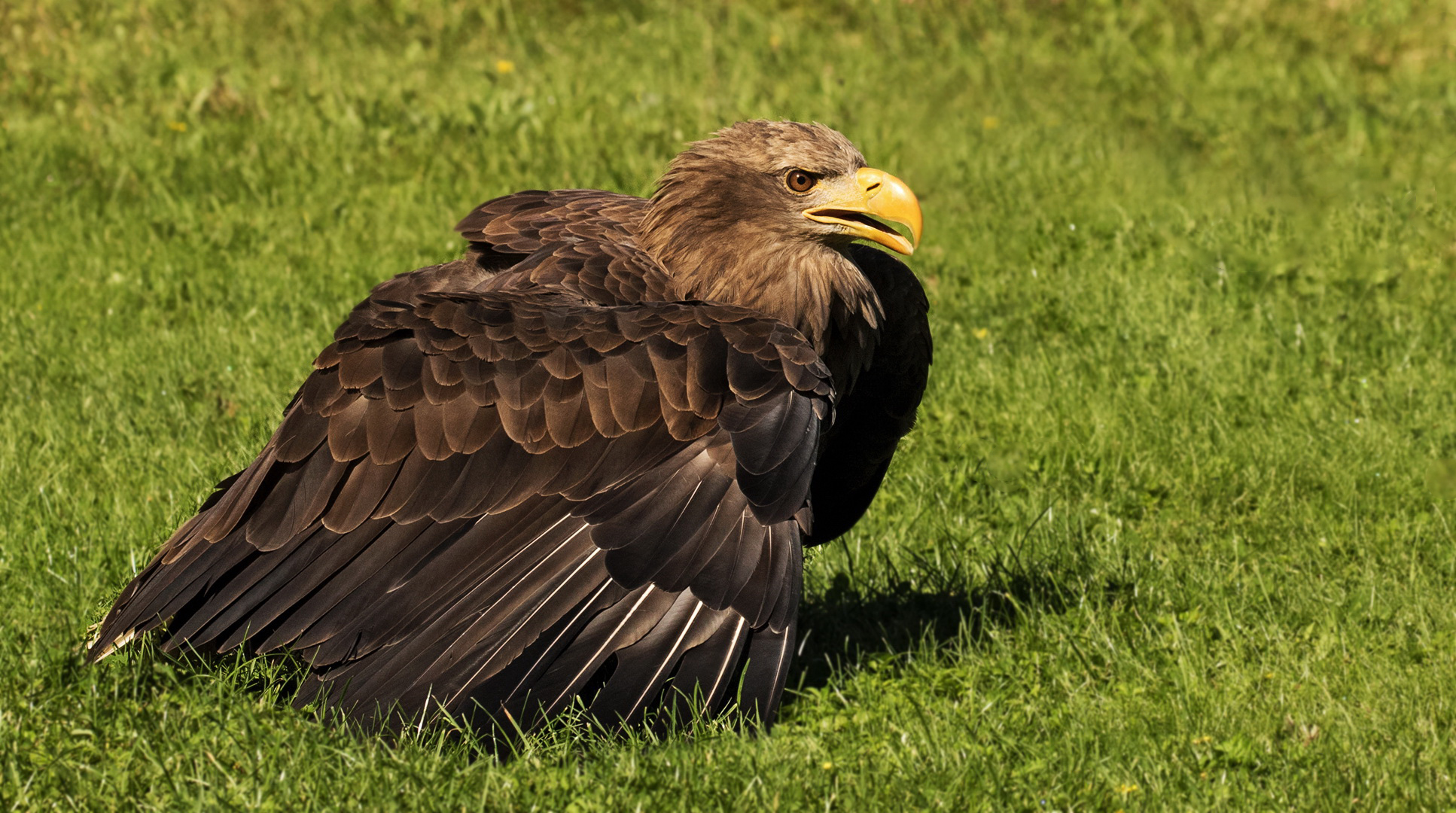 Seeadler 