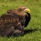 Seeadler 