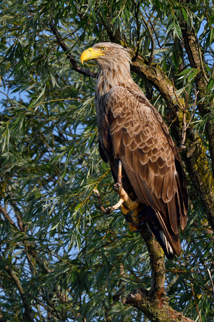 Seeadler