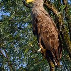 Seeadler