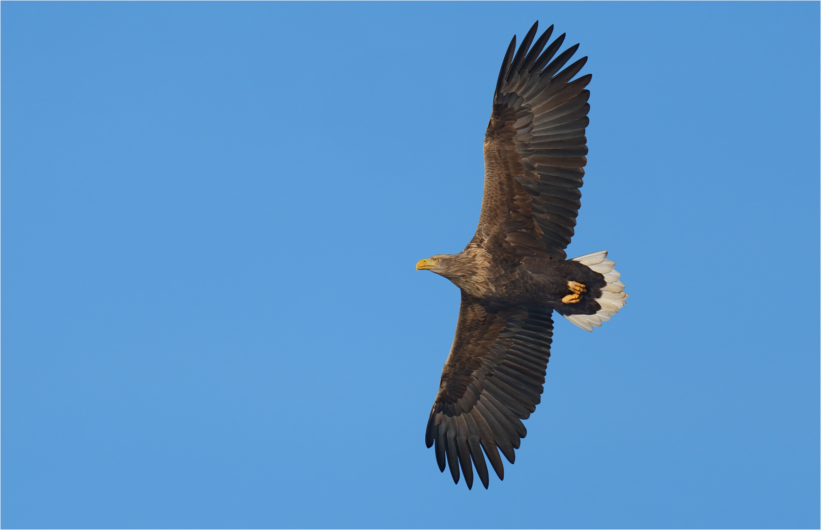 Seeadler