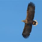 Seeadler