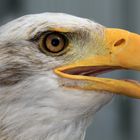 Seeadler