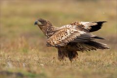 Seeadler