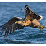 Seeadler...