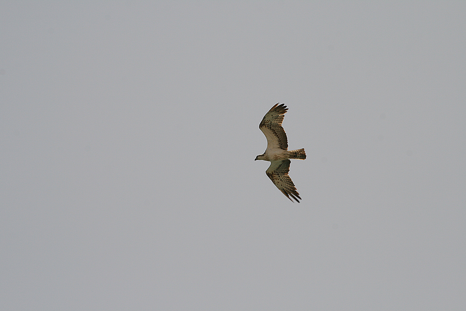 Seeadler