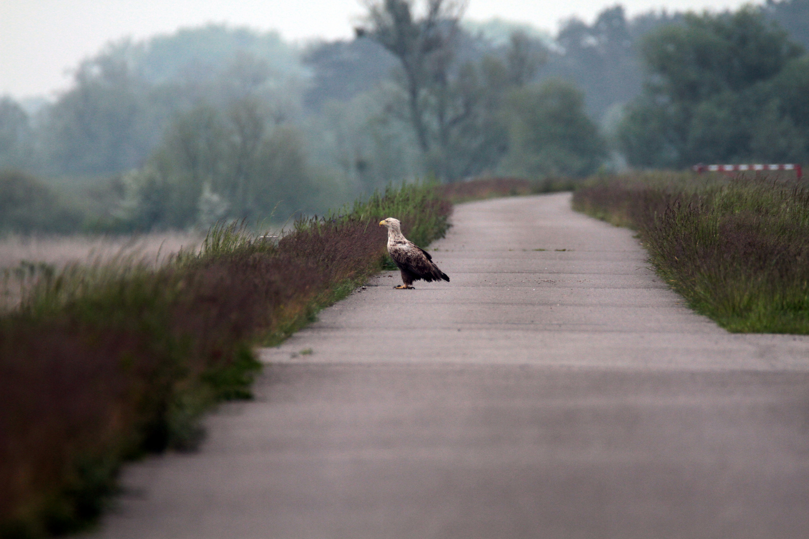 Seeadler