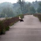 Seeadler