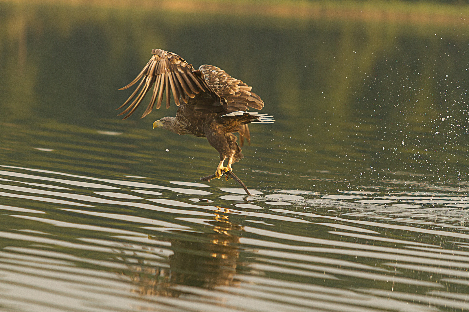 Seeadler 5