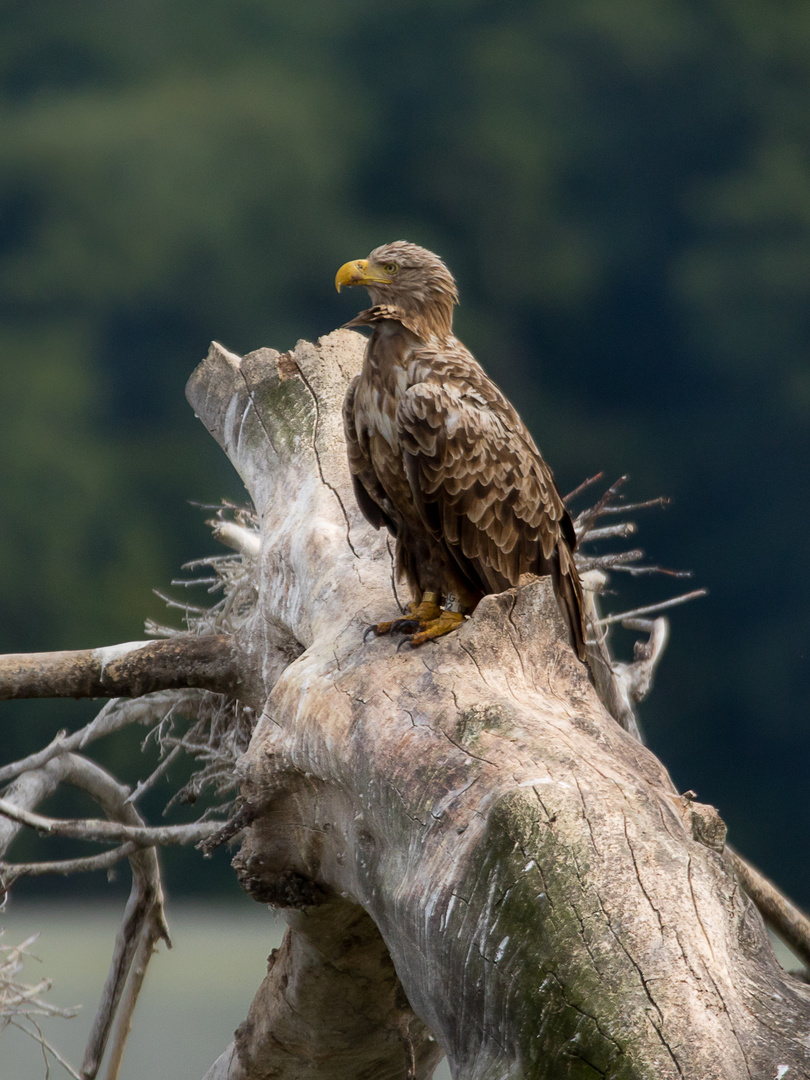 Seeadler (5)