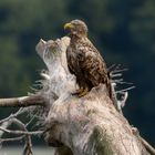 Seeadler (5)