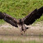 Seeadler 5