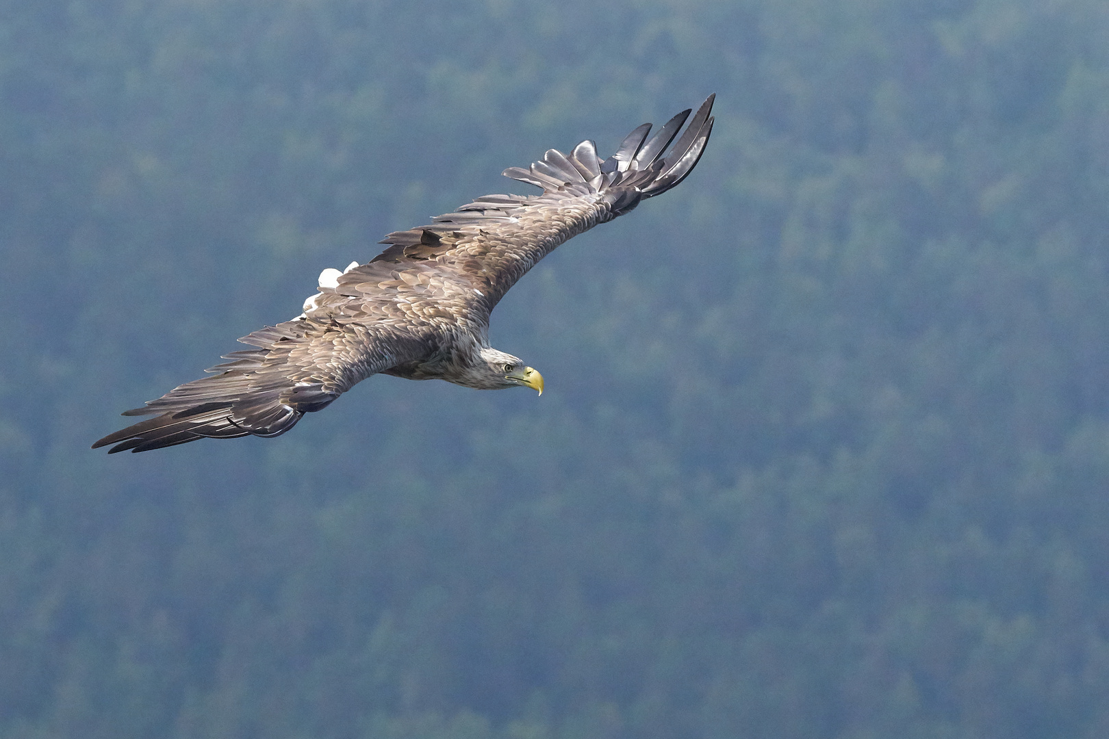 Seeadler 5