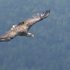 Seeadler 5