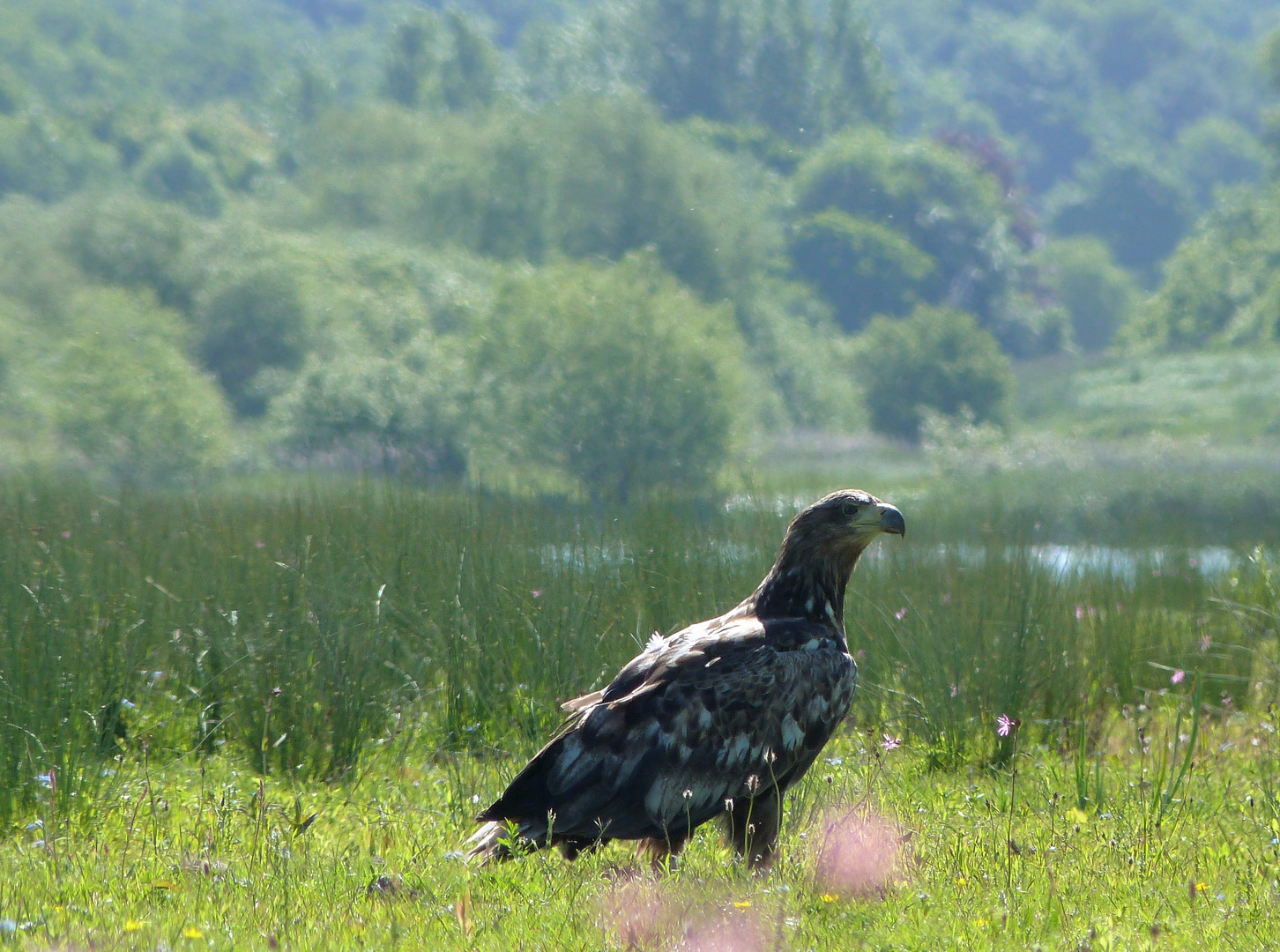 Seeadler (5)