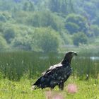 Seeadler (5)