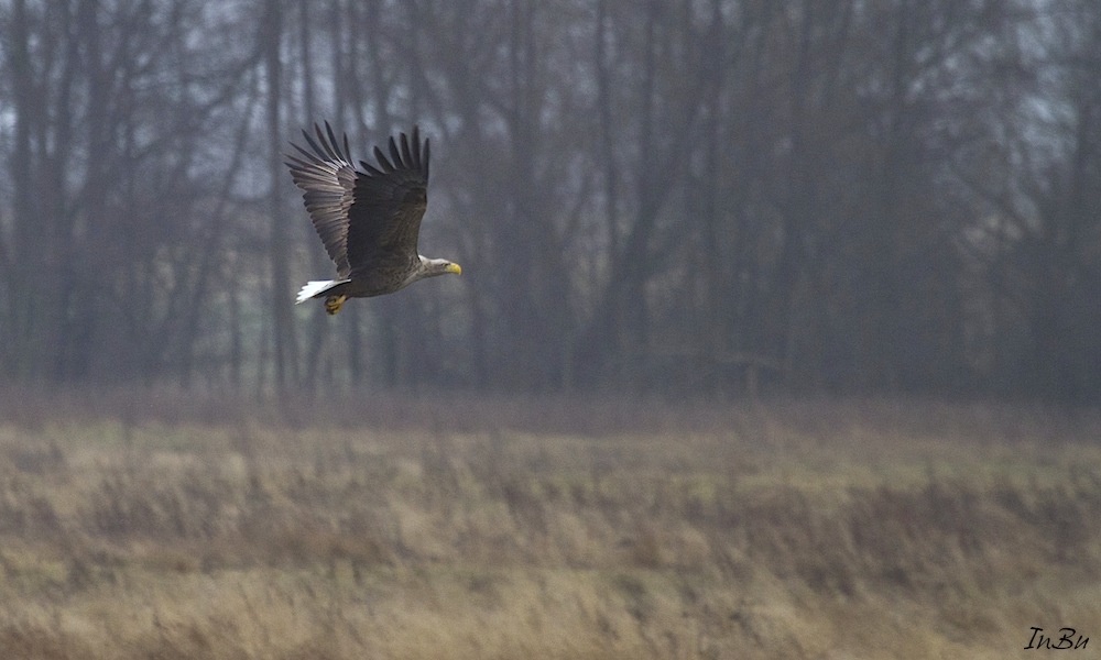 Seeadler 5