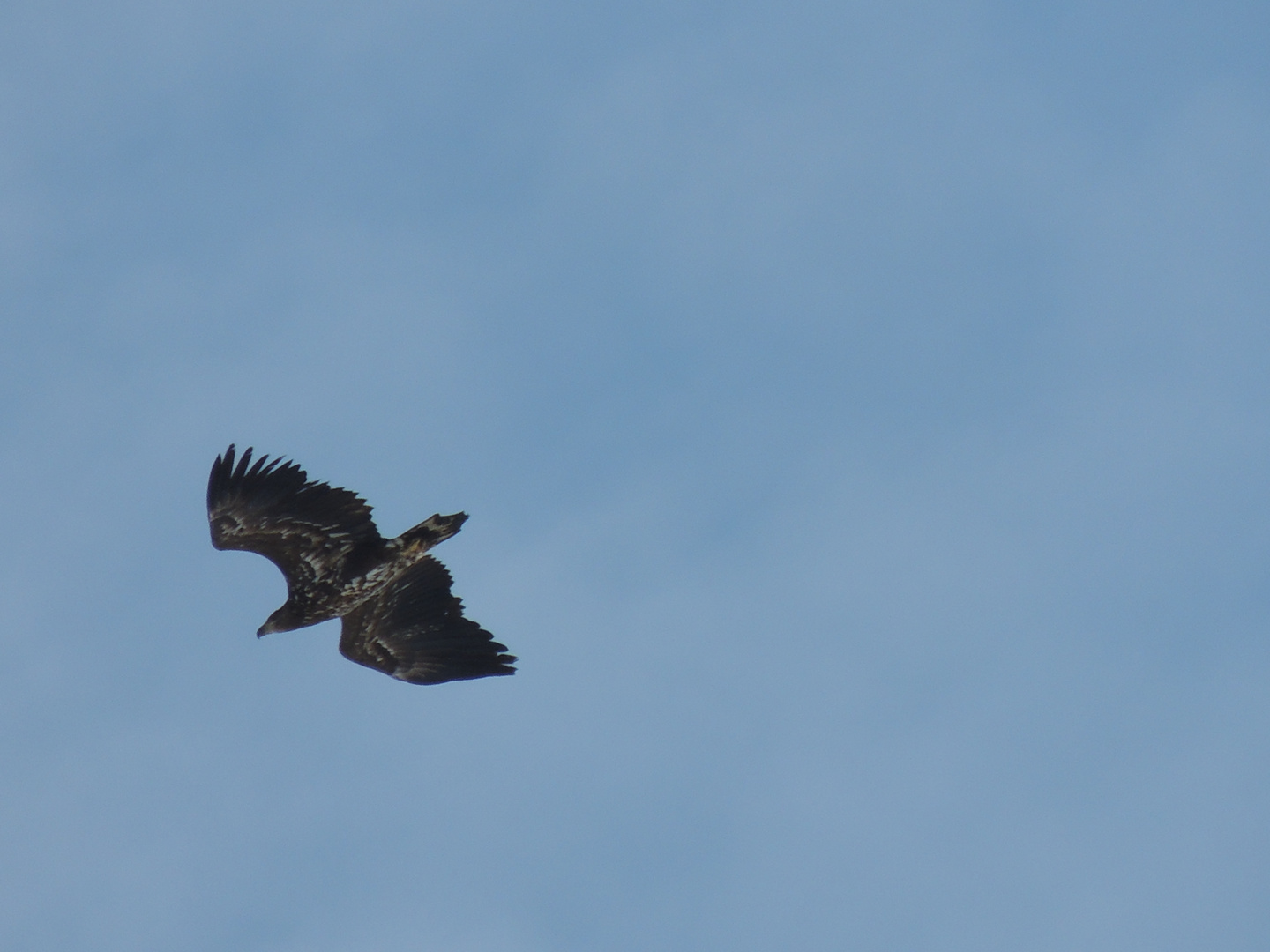 Seeadler 5