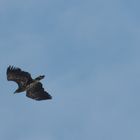 Seeadler 5