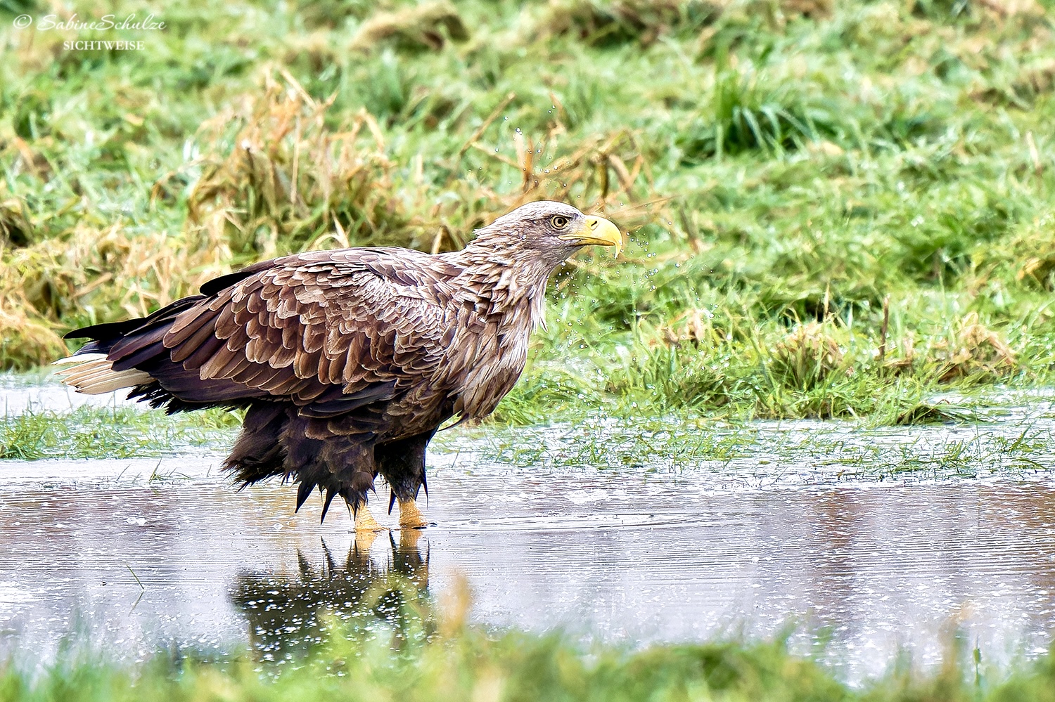 Seeadler (5)