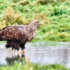 Seeadler (5)