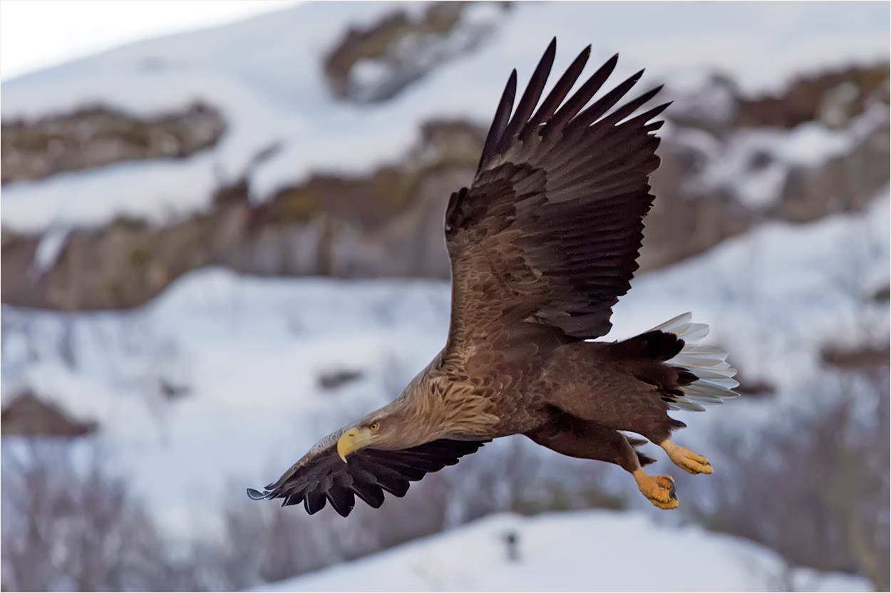 Seeadler