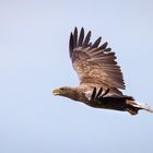 Seeadler 