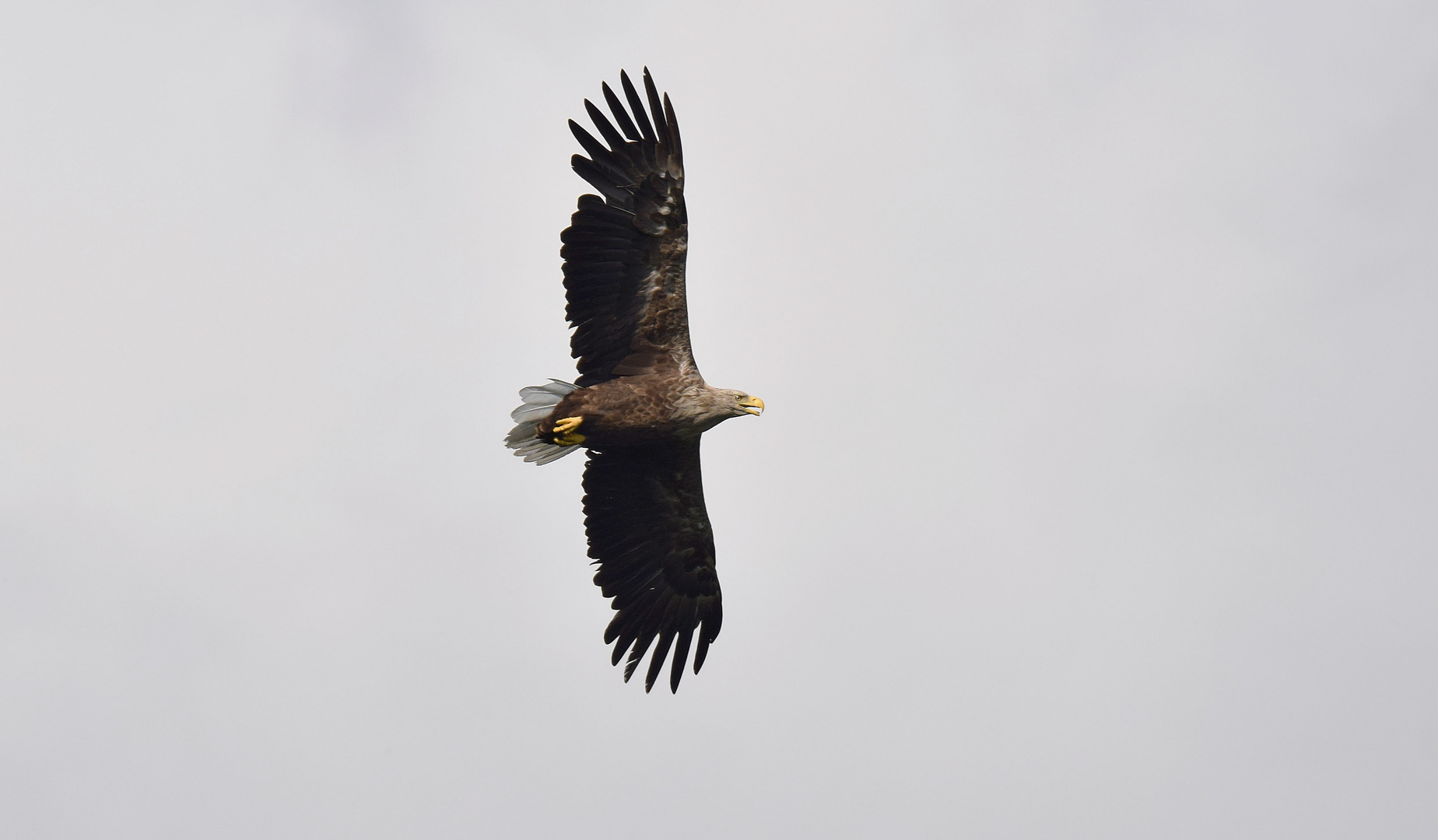 Seeadler