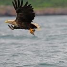 Seeadler